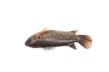Climbing perch fish(Anabas testudineus) isolated on white background.