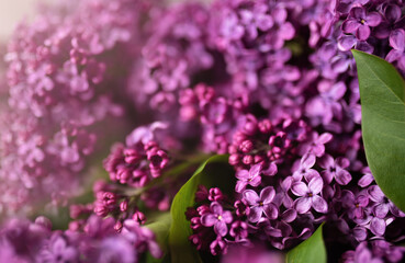 Fototapeta premium Spring lilac violet flowers background.