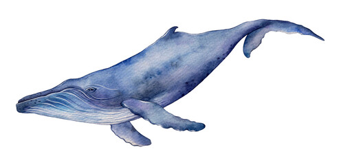 Watercolor humpback whale. Hand drawn illustration isolated on white background. © Екатерина Роменская