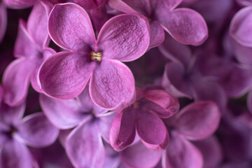 Macro image of spring lilac violet flowers.