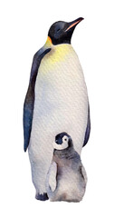 Watercolor emperor penguins family adult and child. Hand drawn illustration isolated on white background.