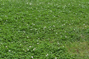 White clover. Fabaceae  perennial grass.