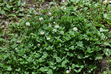 Obraz premium White clover. Fabaceae perennial grass.
