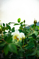 beautiful rose bush in a garden