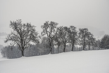 Bare Pear Trees in a Snow Covered Winter Landscape in the Mostviertel or Must Quarter near Amstetten, Lower Austria