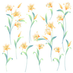 Japanese lily illustration material collection,