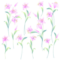 Fototapeta na wymiar Japanese lily illustration material collection,