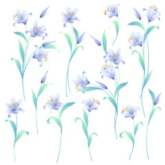 Japanese lily illustration material collection,