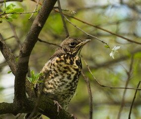 The fieldfare (Turdus pilaris) on a branch. Close-up on chick fieldfare on a tree. Young bird on a...