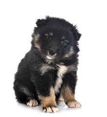 Obraz premium puppy Finnish Lapphund in studio