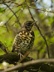 The fieldfare (Turdus pilaris) on a branch. Close-up on chick fieldfare on a tree. Young bird on a branch