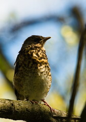 The fieldfare (Turdus pilaris) on a branch. Close-up on chick fieldfare on a tree. Young bird on a branch