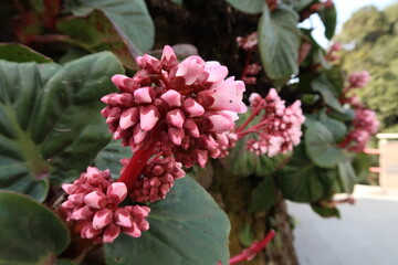 Himalayan soft pink blooming and budding Himalayan flowering plant on an early morning in the fall...