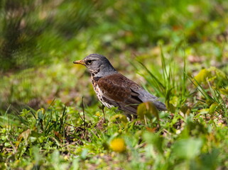 The fieldfare (Turdus pilaris) on the grass. Close-up on fieldfare in the park.