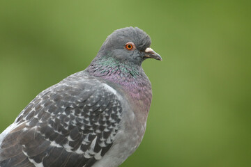 Fototapeta premium A head shot of a pretty Feral pigeon, Columba livia.