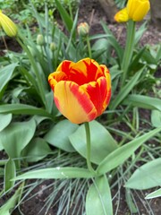 Naklejka premium red and yellow tulips