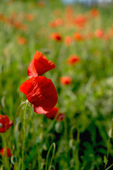 Crimea, May 2021 Red flowers poppies on the field. Wildflowers.
