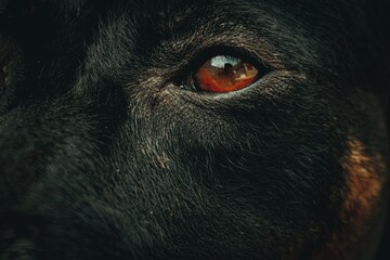 close up of a head of a person