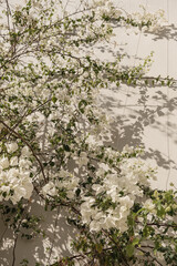 Closeup of tropical plant with beautiful white flowers and green leaves near beige wall with sunlight shadows Summer travel vacation floral background