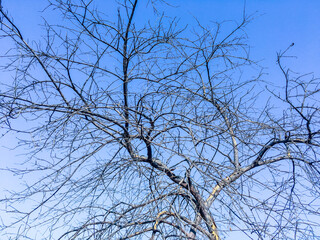 DRY ... YET A L I V E....