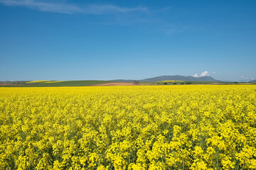 rural landscape, rapeseed, wheat and blue sky of spring