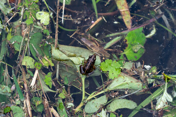 Cricket Frog is on a leaf beside a pond in Japan.