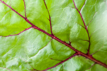 bright colorful beet leaf, chard close-up, red veins on a green leaf, macro