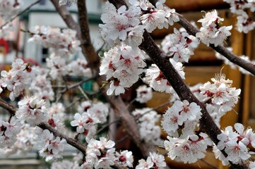 White apricot flowers
