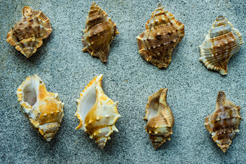 Summer background with sea shells