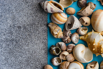Summer background with sea shells