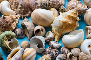 Summer background with sea shells
