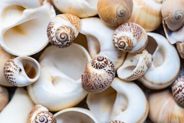 Summer background with sea shells