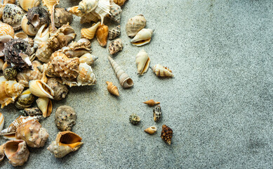 Summer background with sea shells