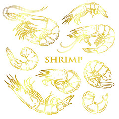 Vector shrimp hand drawn sketch. Sketch vector food illustration. Vintage style gold color