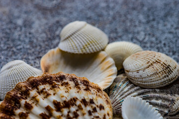 Summer background with sea shells