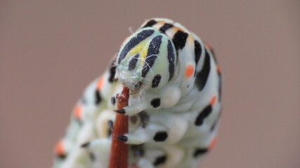 Bruco di Papilio Machaon