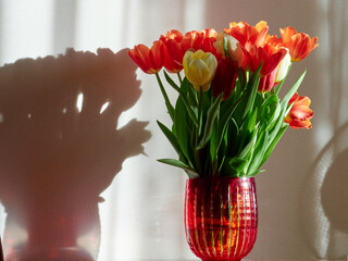 Tulips in a red vase on a pure white background.