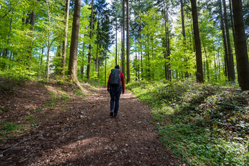 Fototapeta premium Felsenweg im Schwarzwald bei Ottenhöfen.