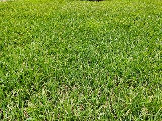 Top view of sun kissed green fields.