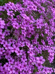 Fototapeta premium pink flowers in the garden
