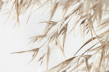 Dry romantic beige fluffy fragile rush reed cane buds with branches on light background