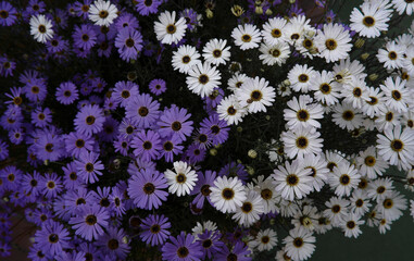 Floral pictures for Botany and Background use.