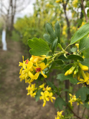Wild black currant flowering in the garden of spring on May 2, 2021, Moldova countryside. 