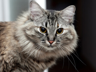 Norwegian forest cat on a light and dark background.