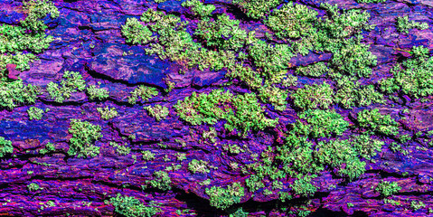 Abstract background in green and purple tones. Torn, tousled spots in a disorderly pattern.
