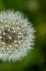 White dandelion in springtime. Close up. Copy space. Green nature background. Nature background. 