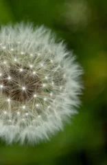 Foto op Canvas White dandelion in springtime. Close up. Copy space. Green nature background. Nature background.  © Алина Конорева