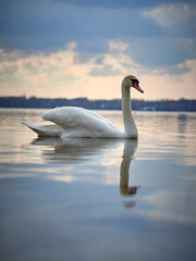 Fototapeta na wymiar White swan in the lake against the background of the forest