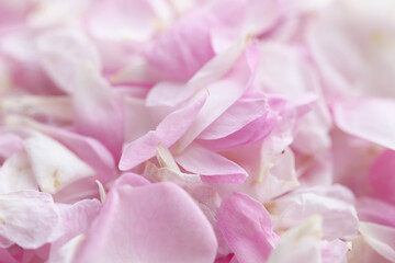 ピンクの薔薇の花びらアップ