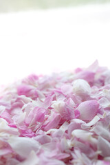 ピンクの薔薇の花びらアップ縦